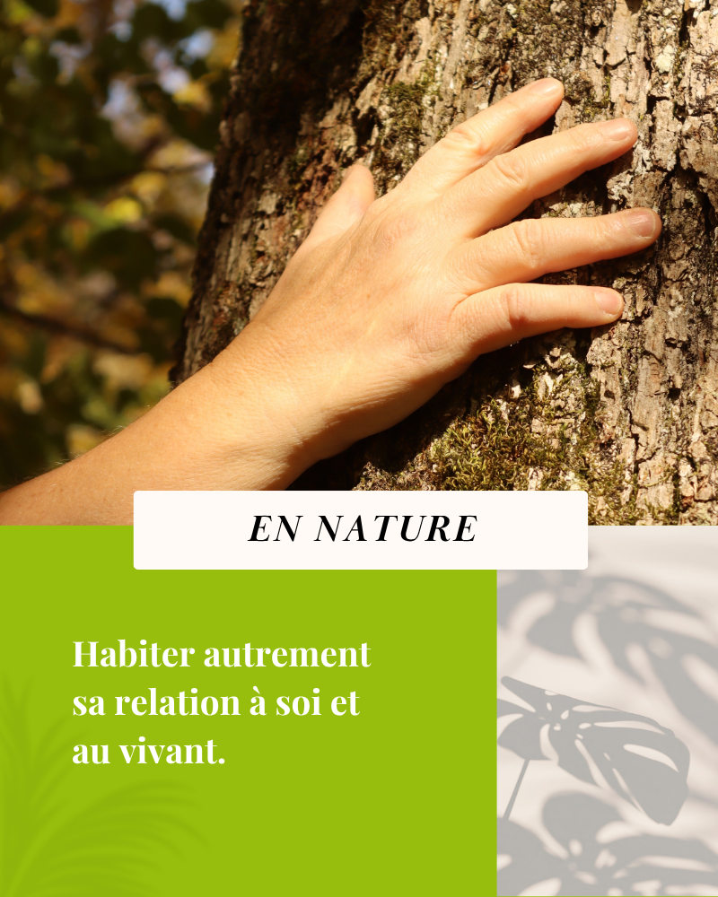 Accompagnements SylvoZen en nature pour habiter autrement sa relation à soi et au vivant
